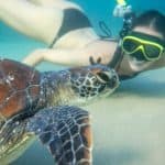 Great Barrier Reef Turtle Shot