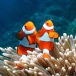 Clown Fish Great Barrier Reef