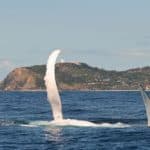 Whale off the coast of Byron Bay