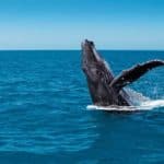 Whale Watching Tour Fraser Island