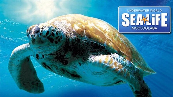 Sea Life Turtle Great Barrier Reef